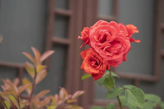 月季花