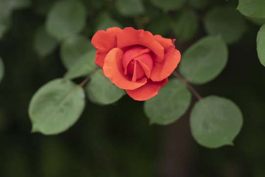 月季花