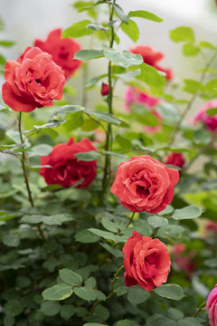 月季花
