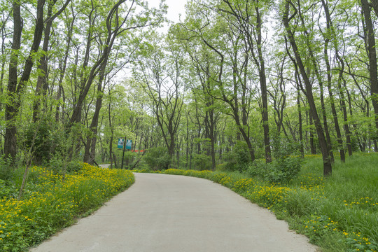 森林小路