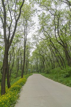 槐树林中延伸到远方的公路