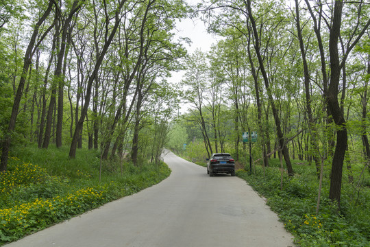 槐树林中延伸到远方的公路