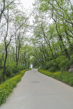 槐树林中延伸到远方的公路