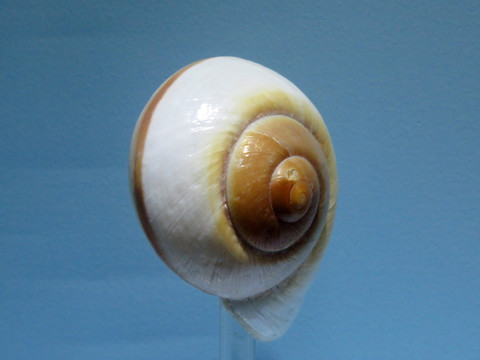 大王鳖甲蜗牛