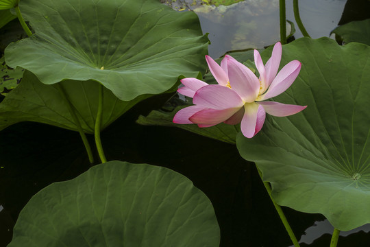 荷花