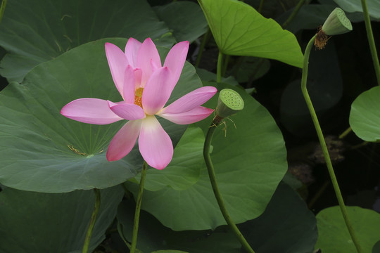 荷花