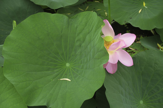 荷花