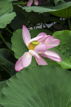 荷花