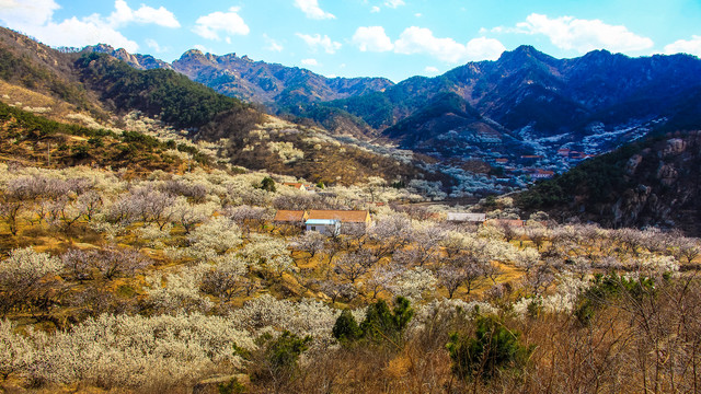山谷花开