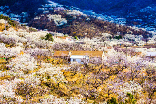 山谷花开