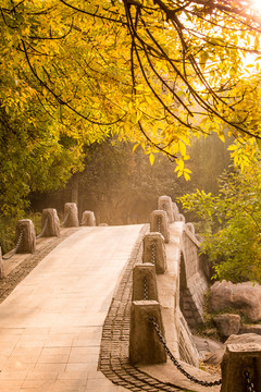 秋天背景