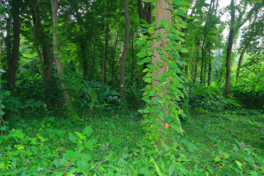 绿色森林