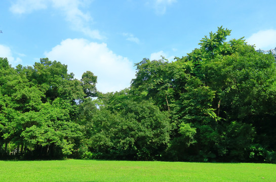 蓝天树林草坪