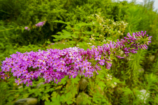 紫色花串