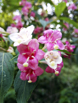 春天锦带花写生素材