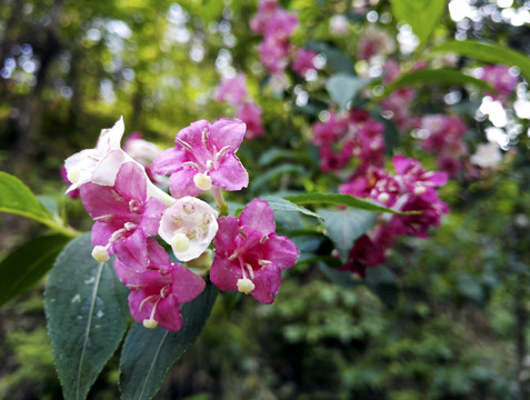 春天锦带花写生素材