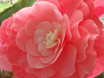 海棠花
