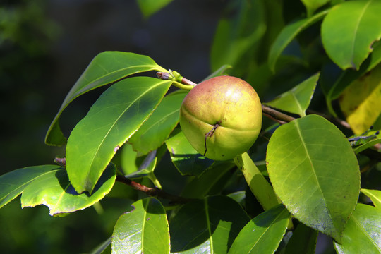 油茶