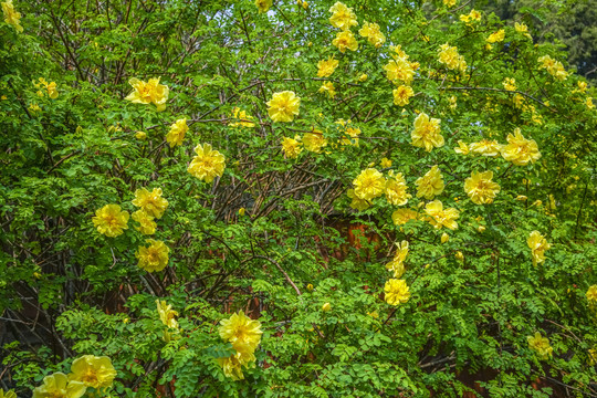 迎春花高清大图