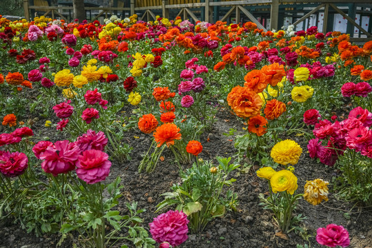 百日菊高清大图