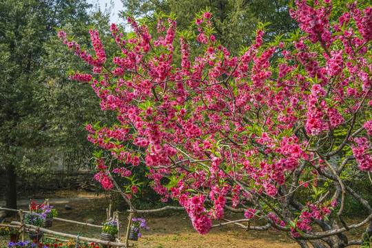 桃花高清大图