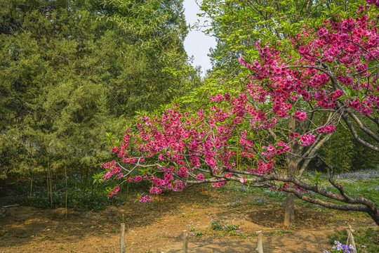 桃花高清大图