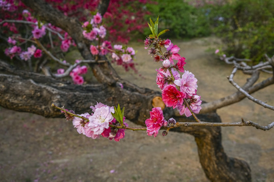 桃花高清大图