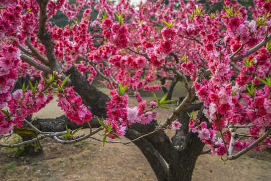 桃花高清大图