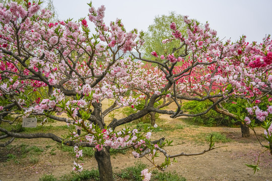 桃花高清大图