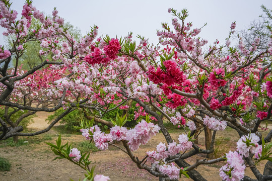 桃花高清大图