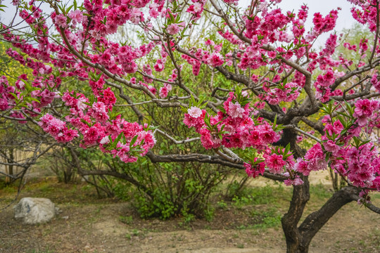 桃花高清大图