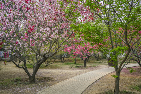 桃花高清大图