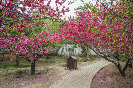 桃花高清大图