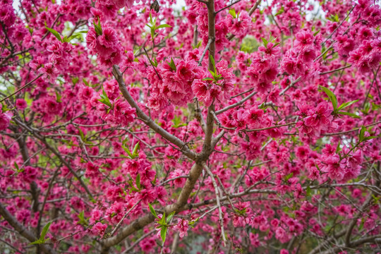 桃花高清大图