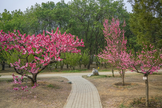 桃花高清大图