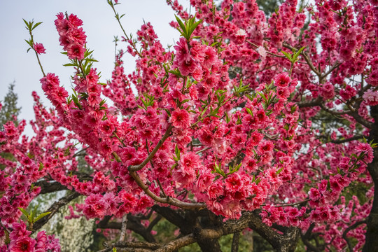 桃花高清大图