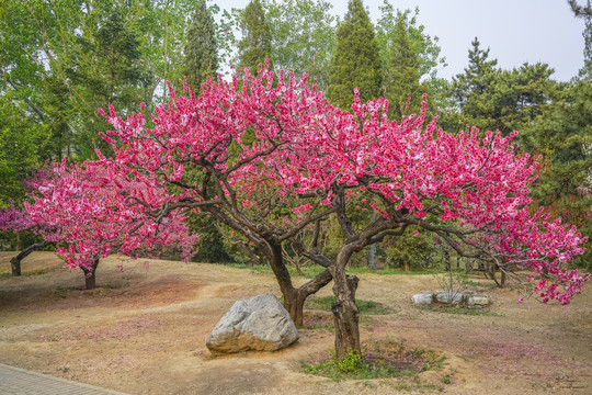 桃花高清大图