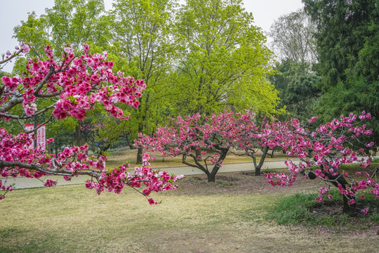 桃花高清大图