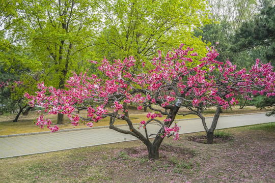 桃花高清大图