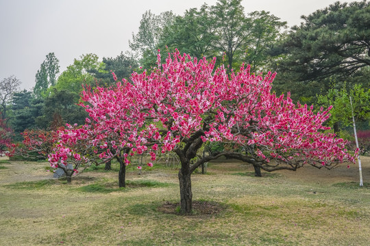 桃花高清大图