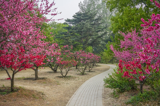 桃花高清大图