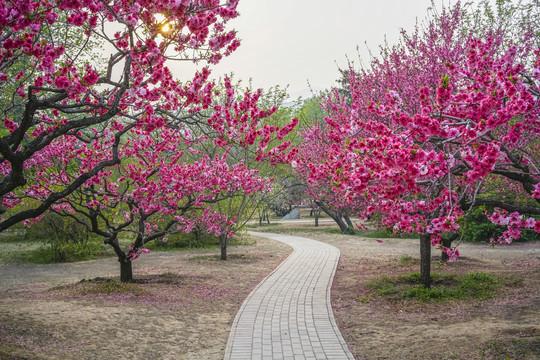 桃花高清大图