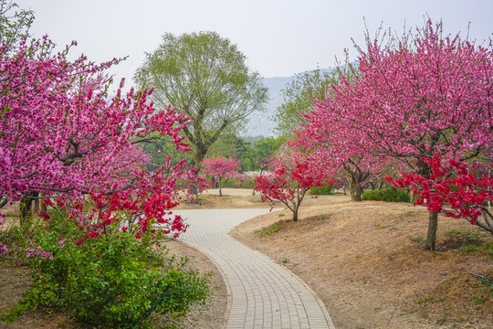 桃花高清大图
