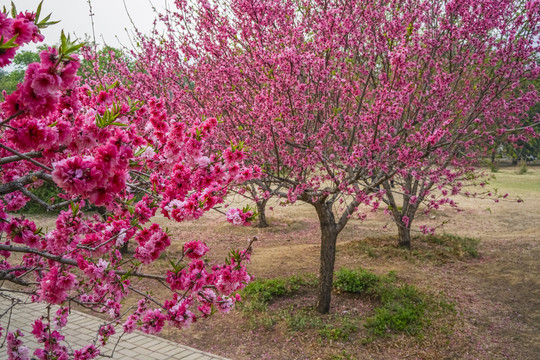 桃花高清大图