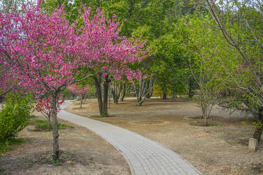 桃花高清大图