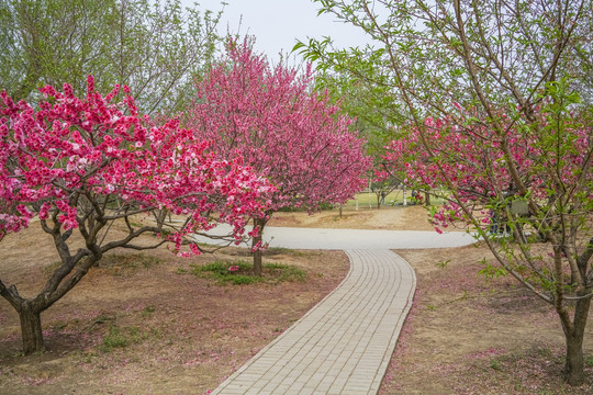 桃花高清大图