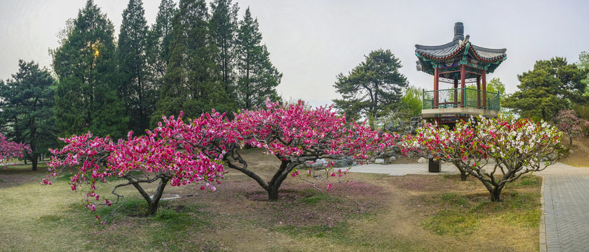 桃花全景大画幅