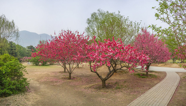 桃花全景大画幅