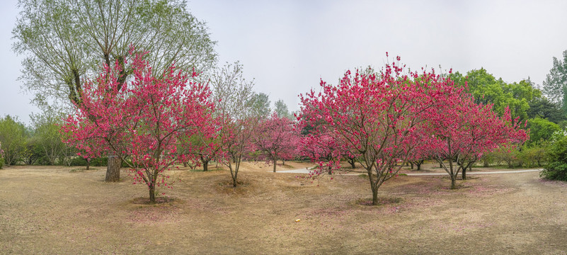 桃花全景大画幅
