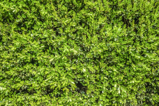 绿植墙高清大图